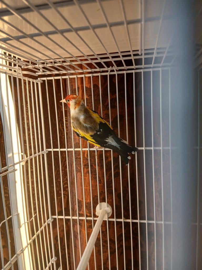 Koppel putters geringd, Dieren en Toebehoren, Vogels | Kanaries, Meerdere dieren, Bastaard