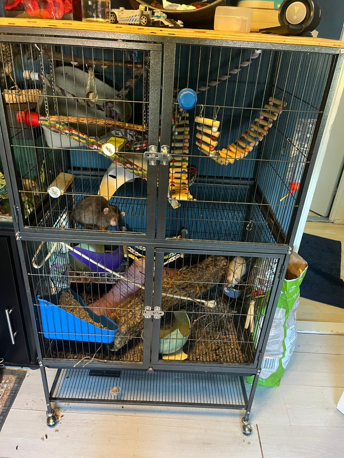 2 tamme ratjes eventueel met kooi, Dieren en Toebehoren, Knaagdieren, Rat, April, Mannelijk, Tam