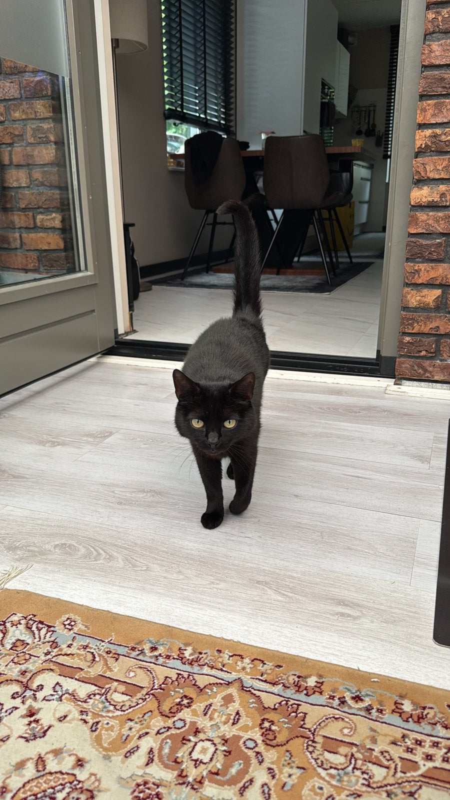 Gratis Lieve kat ivm trouwen, Dieren en Toebehoren, Katten en Kittens | Overige Katten, Kater