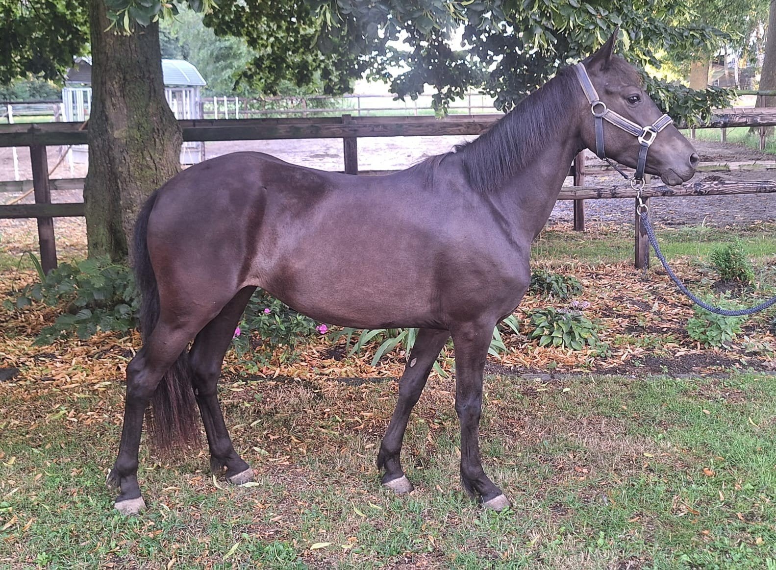 *nieuwe Advertentie *Hele mooie 5 jarige C pony, Dieren en Toebehoren, Merrie, C pony (1.27m tot 1.37m), 3 tot 6 jaar