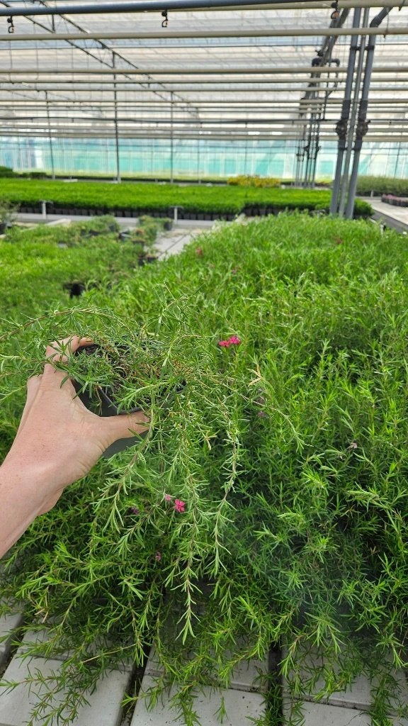 500 stuks Phlox - Vlambloem - RESTPARTIJ, Bodembedekkers, Volle zon, Vaste plant, Ophalen of Verzenden