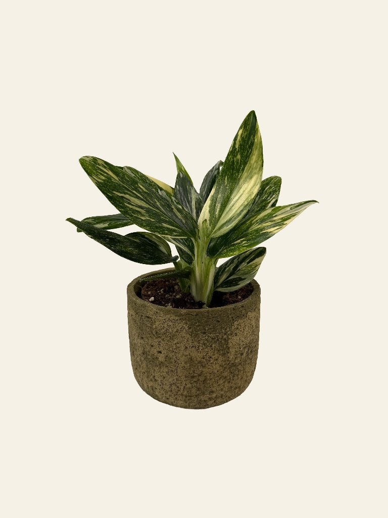 Monstera Stardust p12, Ophalen of Verzenden, Halfschaduw, Minder dan 100 cm