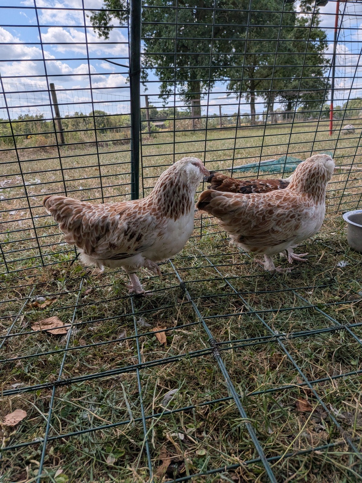 mooie jonge faverolles kriel kippen en haan, Dieren en Toebehoren, Meerdere dieren, Kip