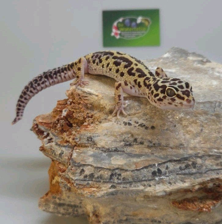 Luipaardgekko vrouw Leopard Gecko - female for sale from De Waterlelie BV