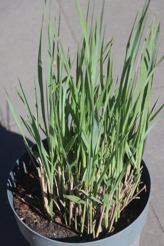 siergras, Ophalen, Volle zon, Vaste plant, Siergrassen