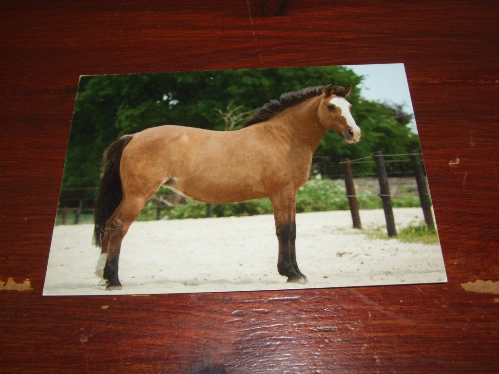 A148- Ansichtkaart: Manchita (678) Argentijnse polopony, Verzenden, 1980 tot heden, Ongelopen, Paard