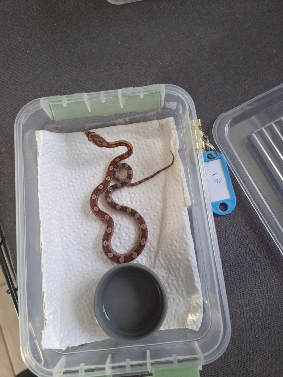 Rode rattenslangen zoeken nieuw thuis Corn Snake photo 19