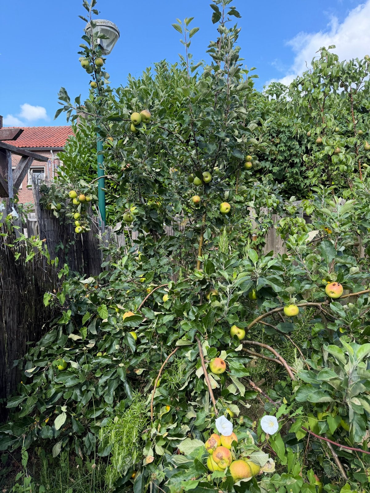 Appelboom van 2 meter, Ophalen, Lente, Volle zon, Appelboom
