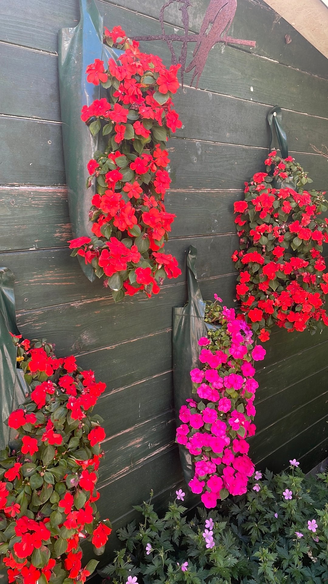 plantzakken : Begonia's en Vlijtig liesje  3 voor €22,50, Volle zon, Eenjarig, Zomer, Ophalen