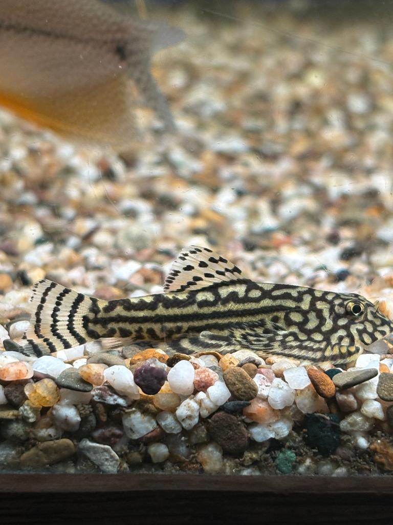 Sewellia Lineolata, Dieren en Toebehoren, Vissen | Aquariumvissen, Vis, Zoetwatervis