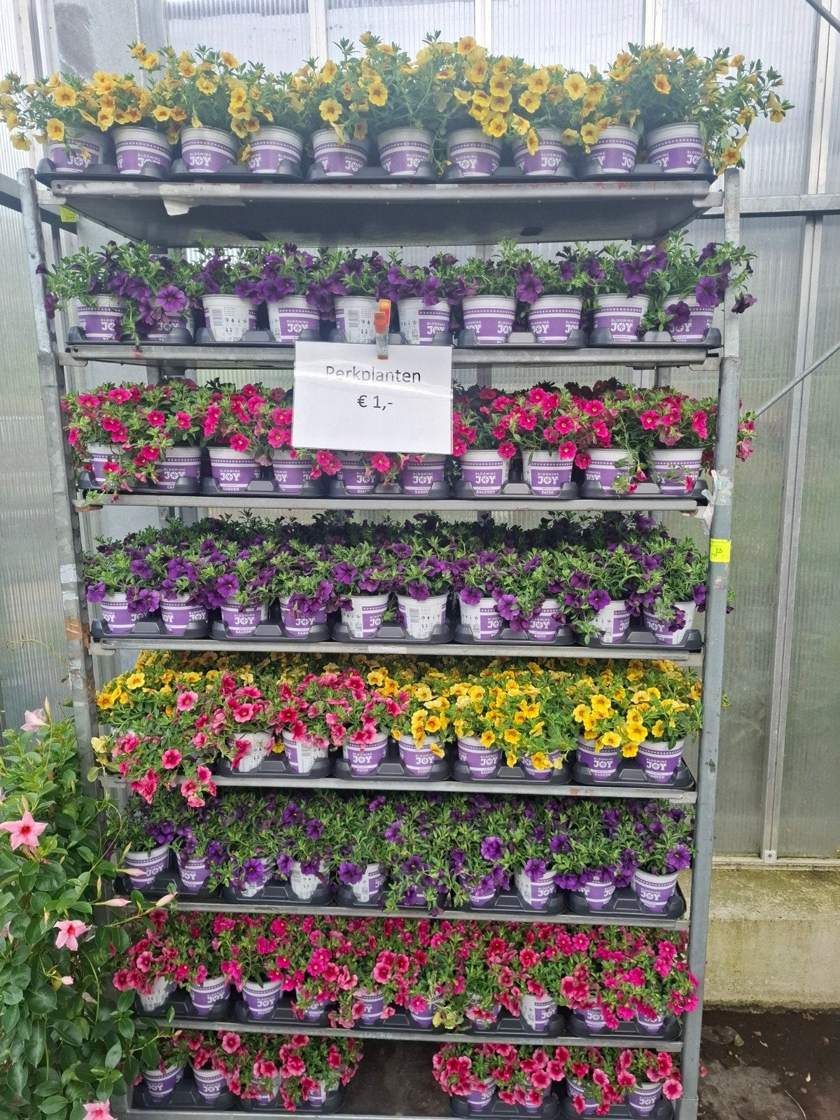 Groot assortiment Perkplanten vanaf 1,-, Volle zon, Eenjarig, Zomer, Ophalen