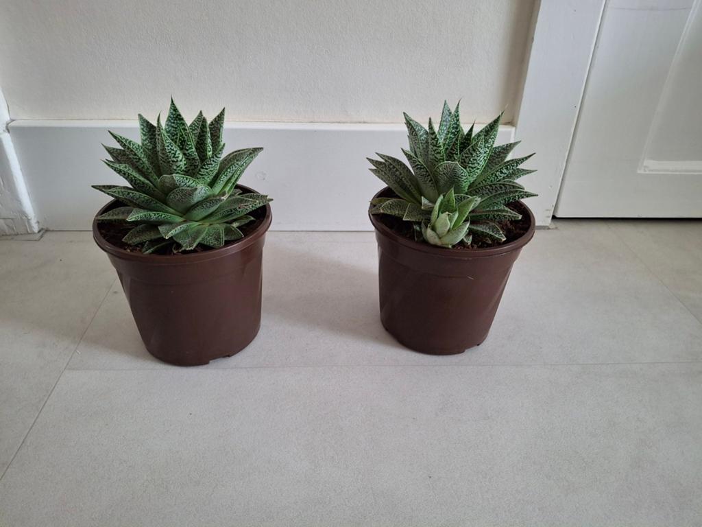 Twee planten Haworthia, Ophalen, Overige soorten, Halfschaduw