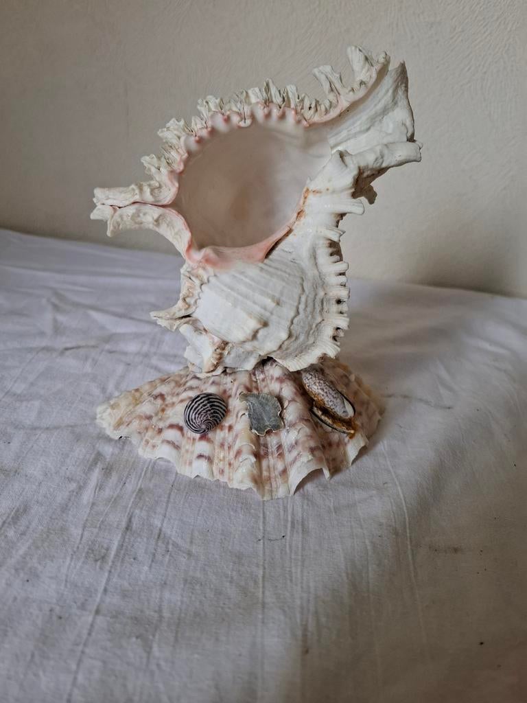 Decoratieve Schelp op Voetstuk - Uniek Stuk, Ophalen of Verzenden, Zo goed als nieuw, Overige soorten, Overige typen