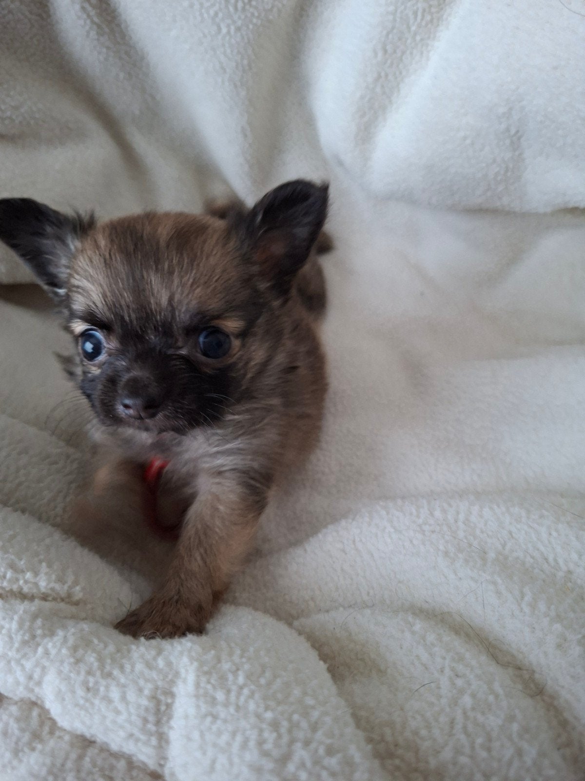 Chihuahua pups langharig nog 1 reutje, te reserveren, Dieren en Toebehoren, Honden | Chihuahua's en Gezelschapshonden, HCC (leverziekte)