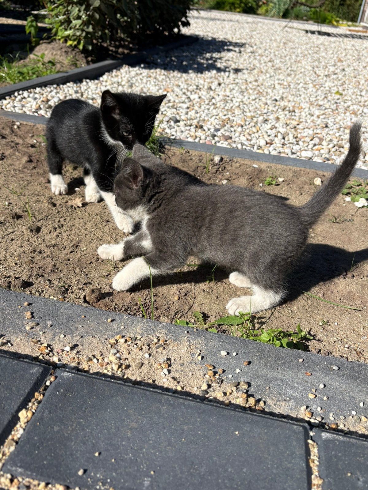 Mooie boerderij kittens, Meerdere dieren
