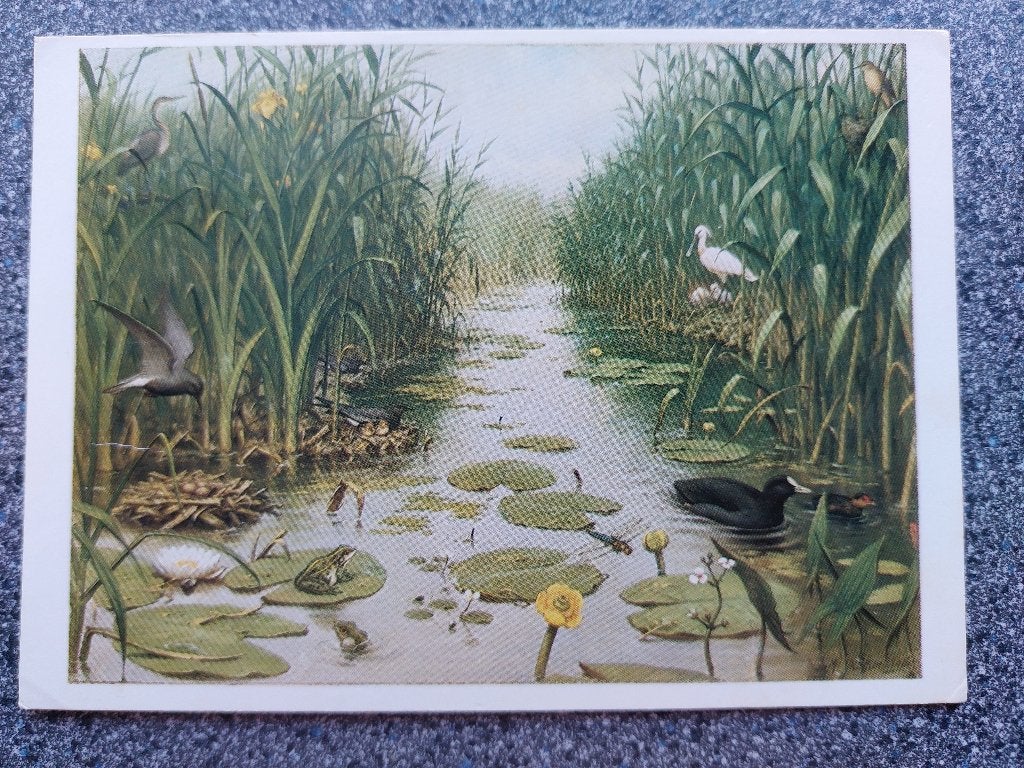 Ansicht Koekkoek "aan de rivier", gelopen, Ophalen of Verzenden, 1940 tot 1960, Gelopen