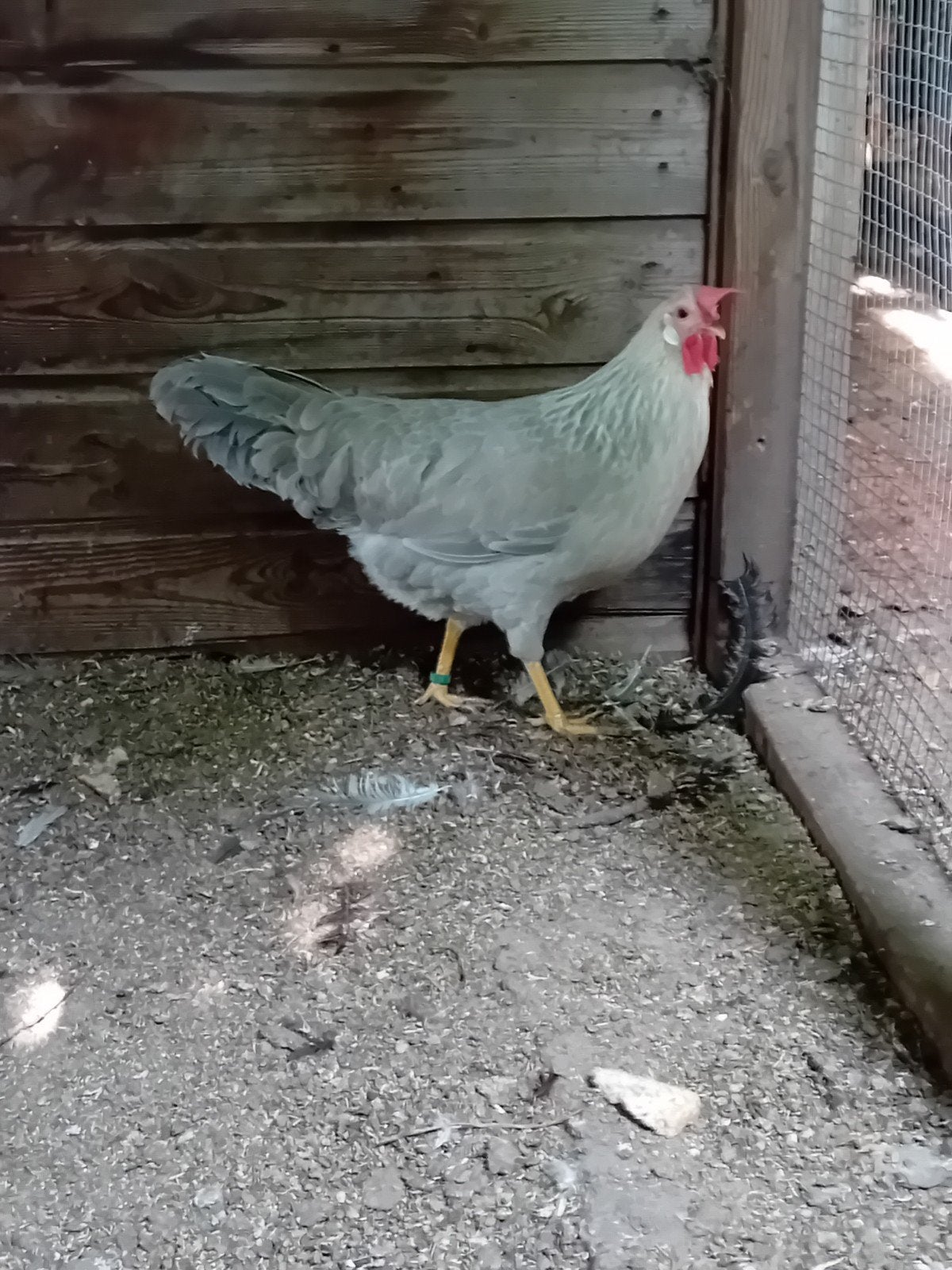 jonge hennen leghorn, Vrouwelijk, Kip
