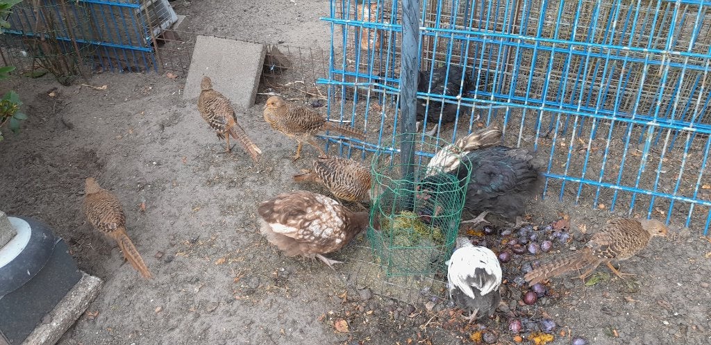 fazanten, Meerdere dieren, Overige soorten