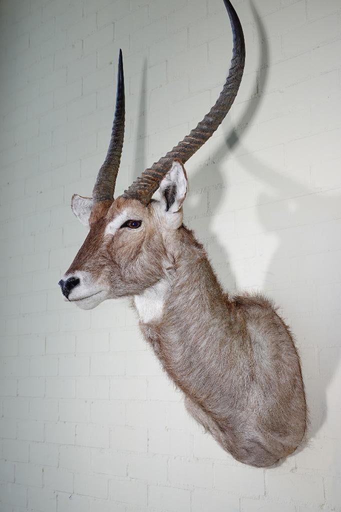 waterbok antilope  taxidermy opgezette, Verzamelen, Dierenverzamelingen, Ophalen, Zo goed als nieuw, Hert, Gewei of Kop