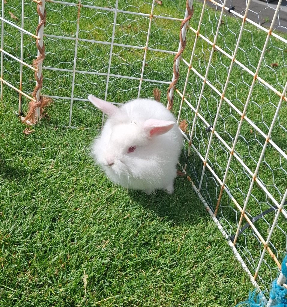 1Jong konijn, Meerdere dieren, Middelgroot, Hangoor, 0 tot 2 jaar