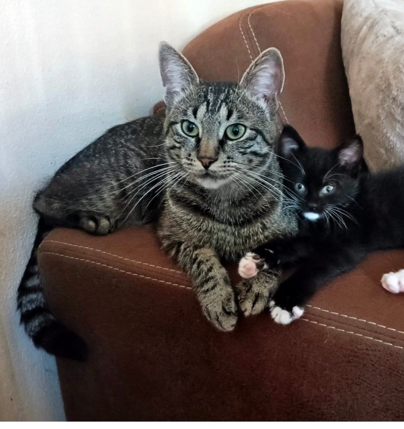Vermist Kater !! Borne, Kat