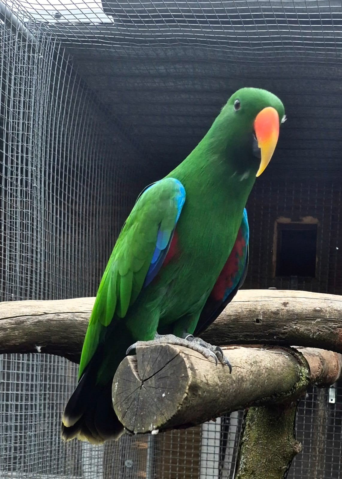 Edelpapegaai man, Dieren en Toebehoren, Vogels | Parkieten en Papegaaien, Mannelijk, Papegaai