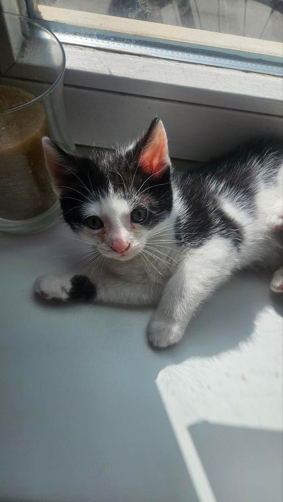Super schattige kittens te koop 
8,5 weken oud