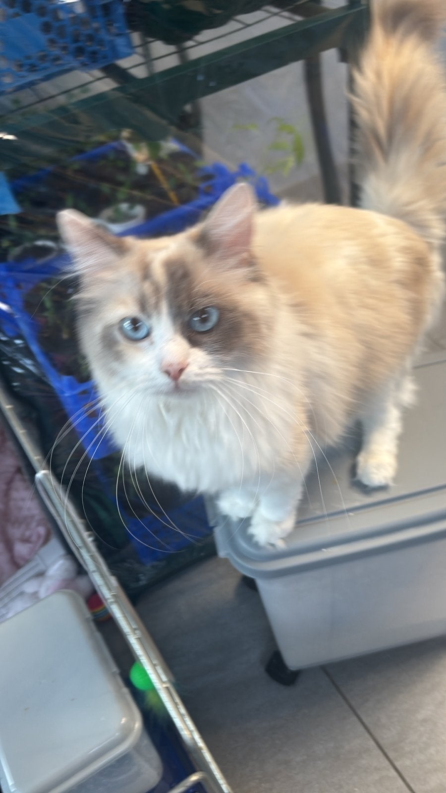 Ragdoll/maincoon, Poes, Langharig, 0 tot 2 jaar