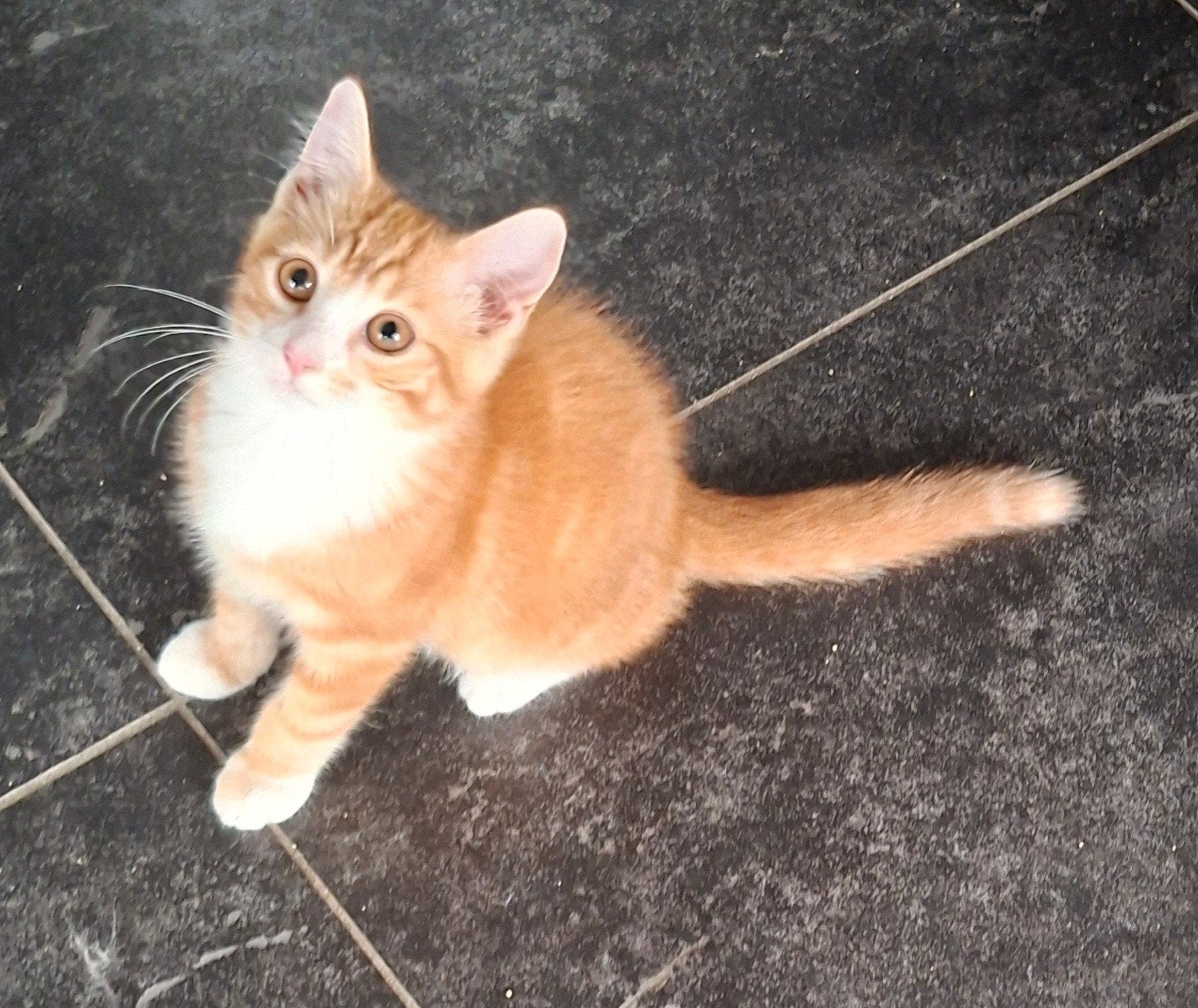 Heel mooi katertje! Mag opgehaald worden!, Kater