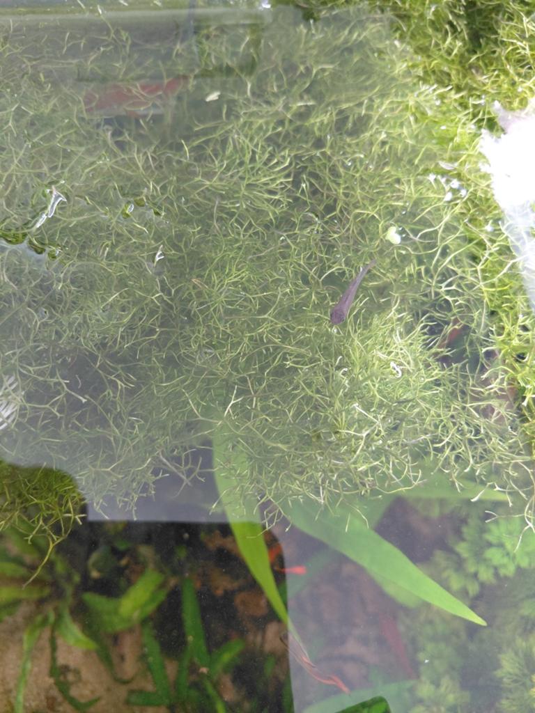 Riccia fluitans (vorkjes mos), Dieren en Toebehoren, Ophalen, Plant(en), Steen of Hout