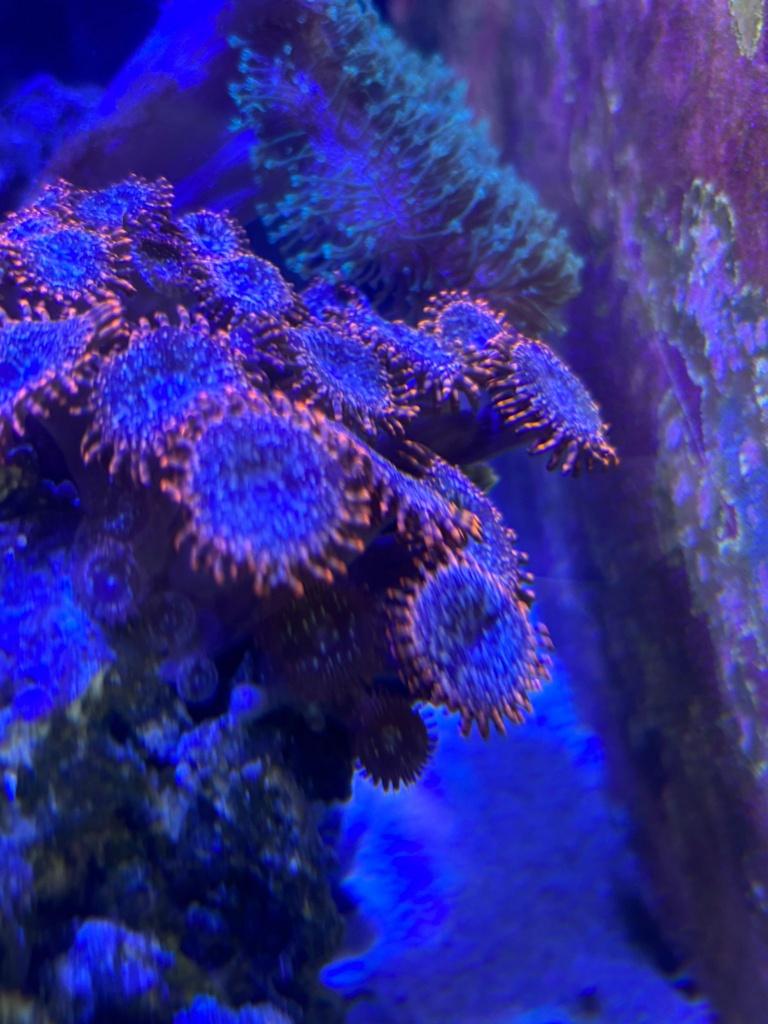 Zoanthus stekken: Alien Anti Venom / Utter Chaos + Montipora, Overige typen, Zoutwatervis