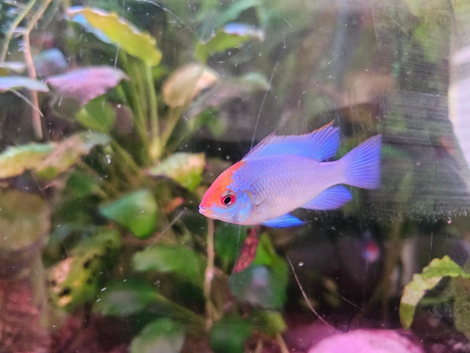 prachtige Electric blue Ramirez, Dieren en Toebehoren, Vis, Zoetwatervis