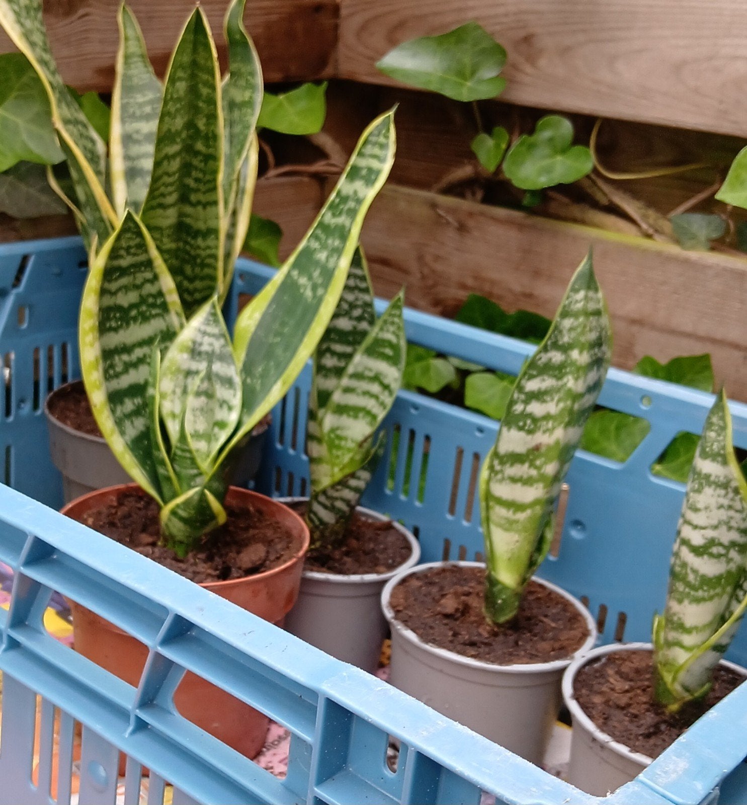 SANSEVERIA'S wel een hele makkelijke plant, Huis en Inrichting, Kamerplanten, Ophalen, Halfschaduw, Minder dan 100 cm