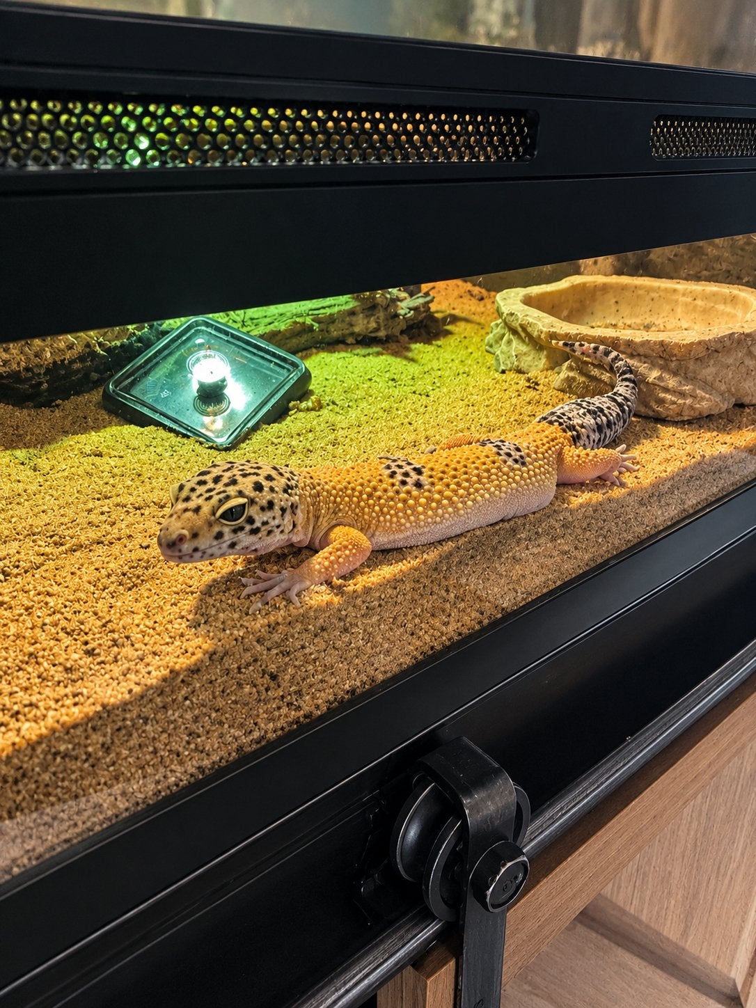 Compleet luipaard gekko terrarium Leopard Gecko photo 3
