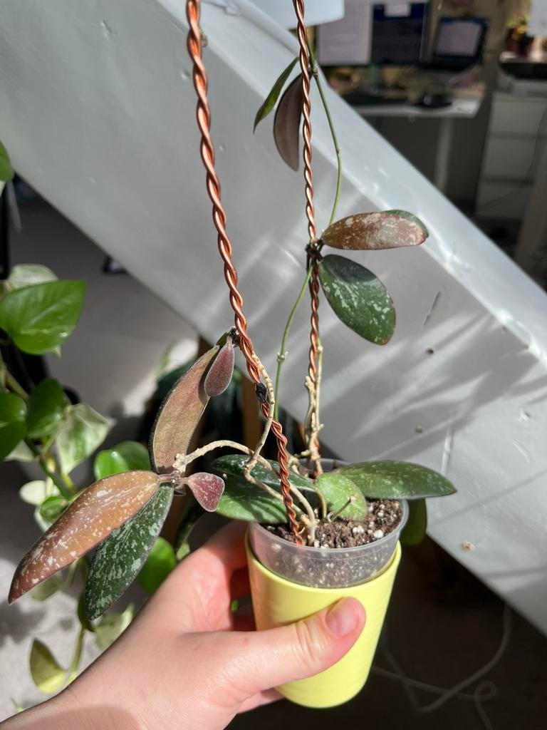 Hoya sigilatis, Huis en Inrichting, Kamerplanten, Ophalen, Halfschaduw, Minder dan 100 cm