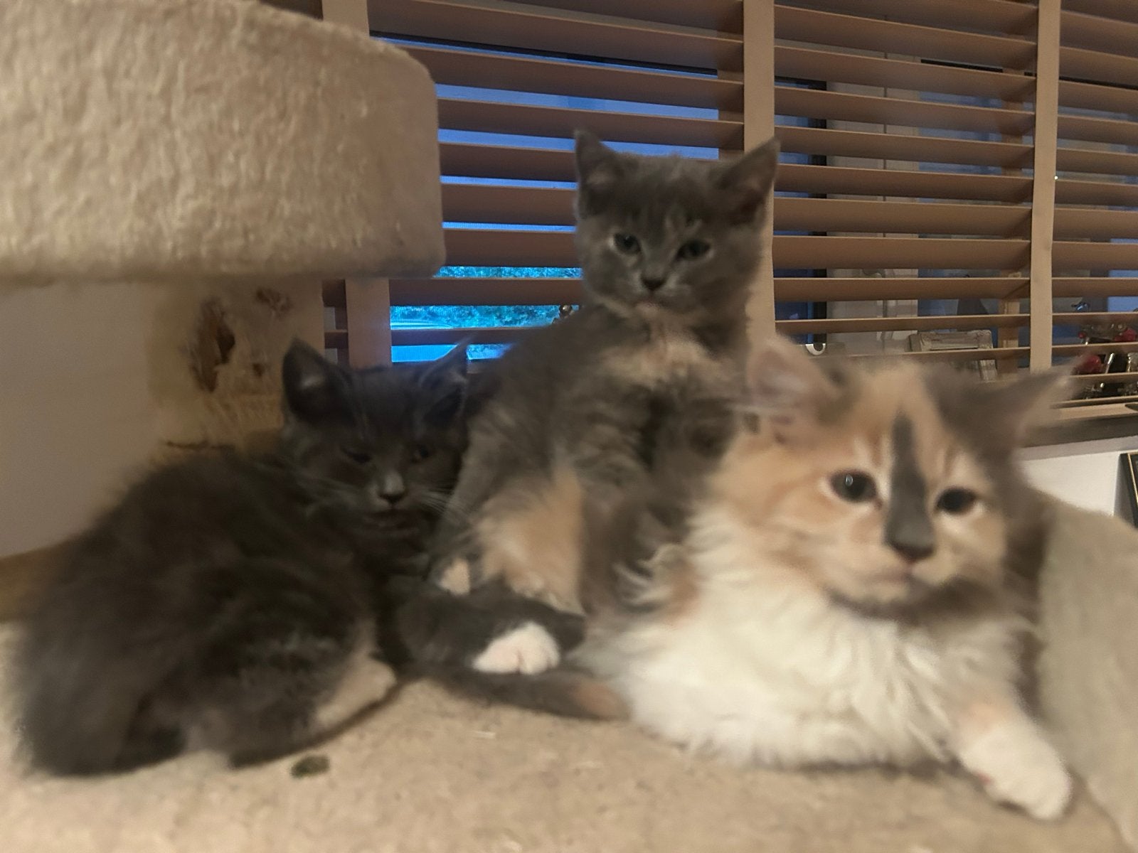 Maine coon en x sing kittens, Dieren en Toebehoren, Meerdere dieren, Ontwormd