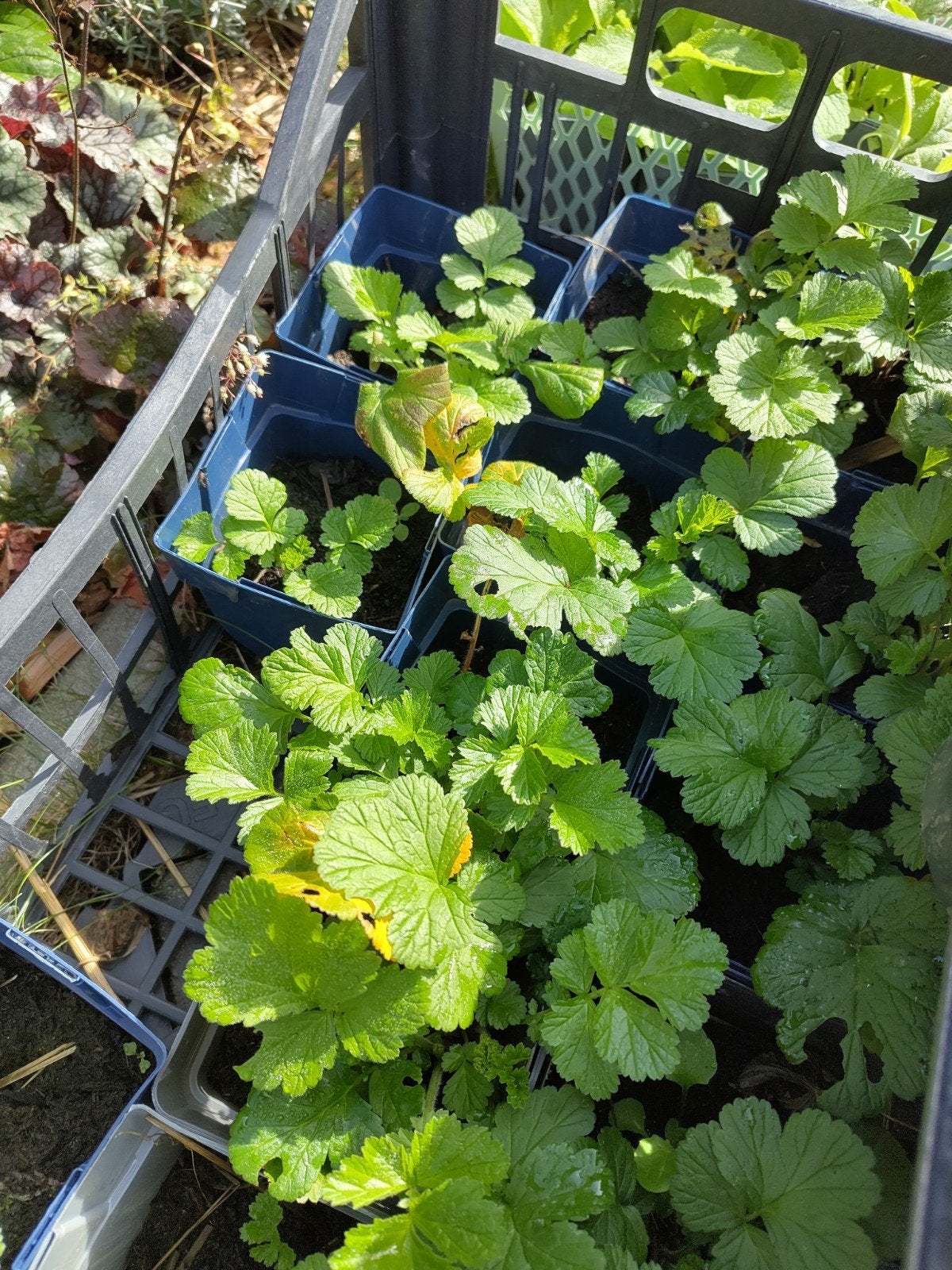 Biologisch gekweekte vaste planten, Ophalen, Vaste plant