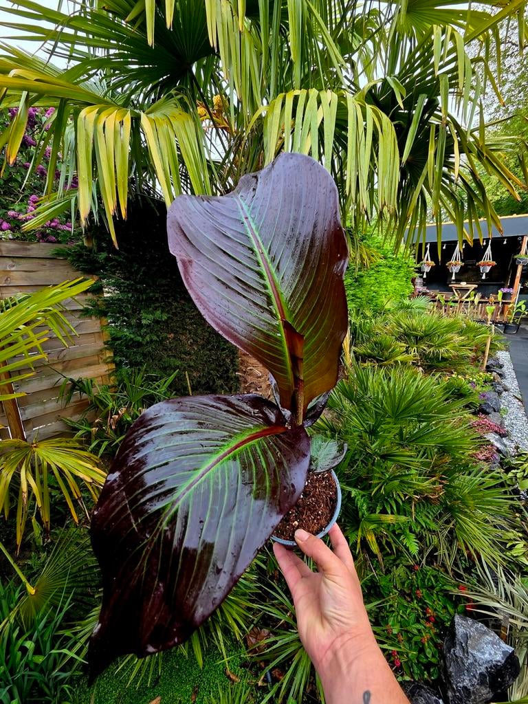 Rode Bananenplant - Maurelli, Tuin en Terras, Planten | Tuinplanten, Volle zon, Vaste plant, Ophalen of Verzenden, Bloeit niet