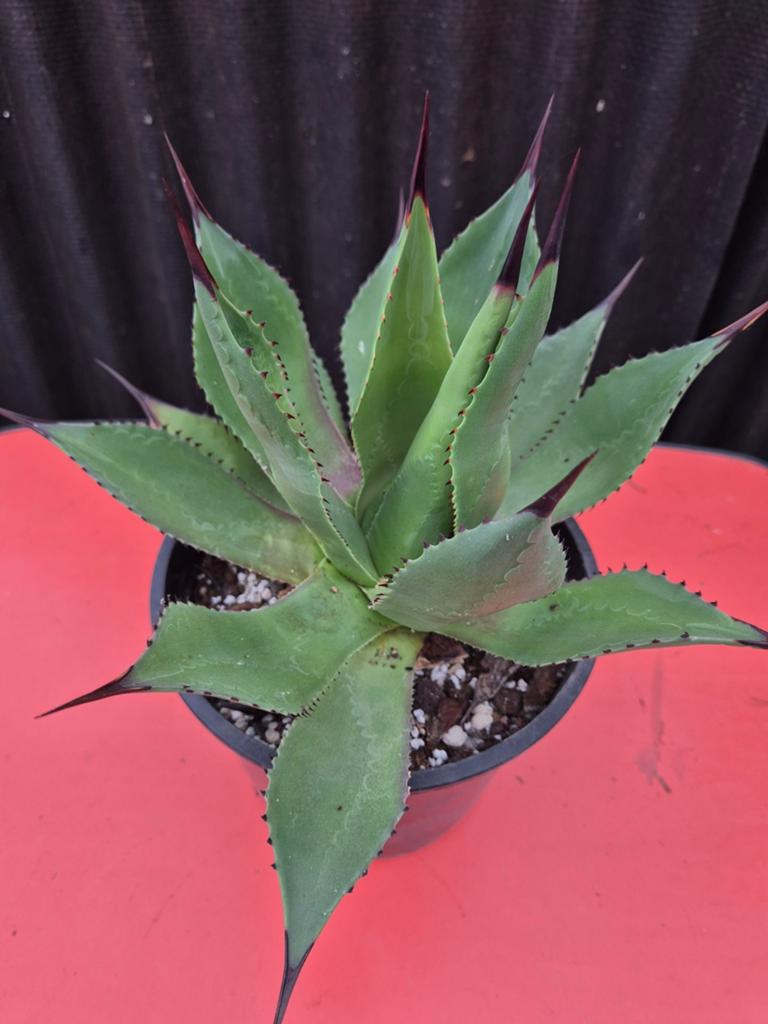 Agave Salamonii p21, Ophalen of Verzenden, Halfschaduw, Minder dan 100 cm