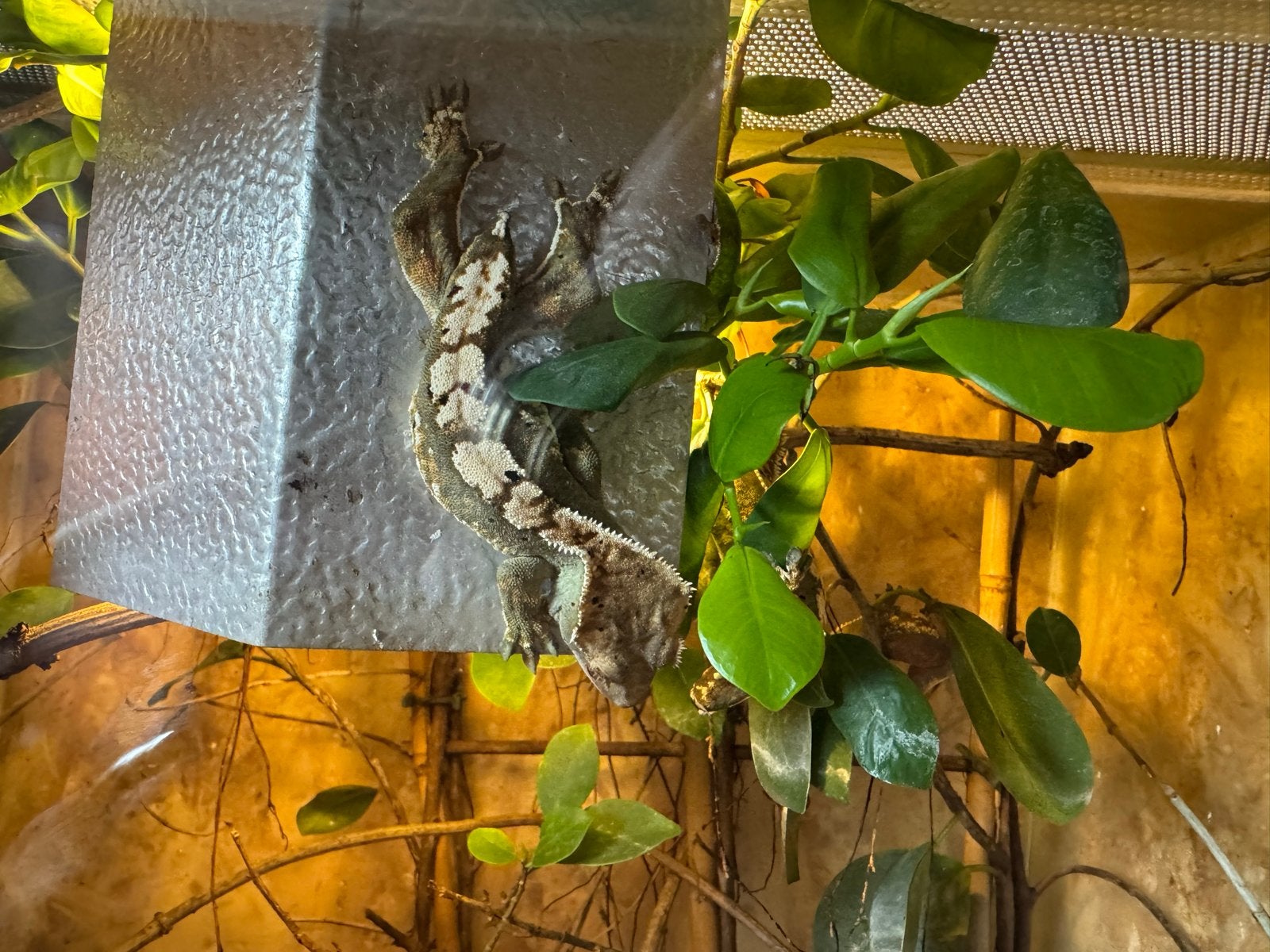 Jonge wimpergekko’s, Hagedis, 0 tot 2 jaar