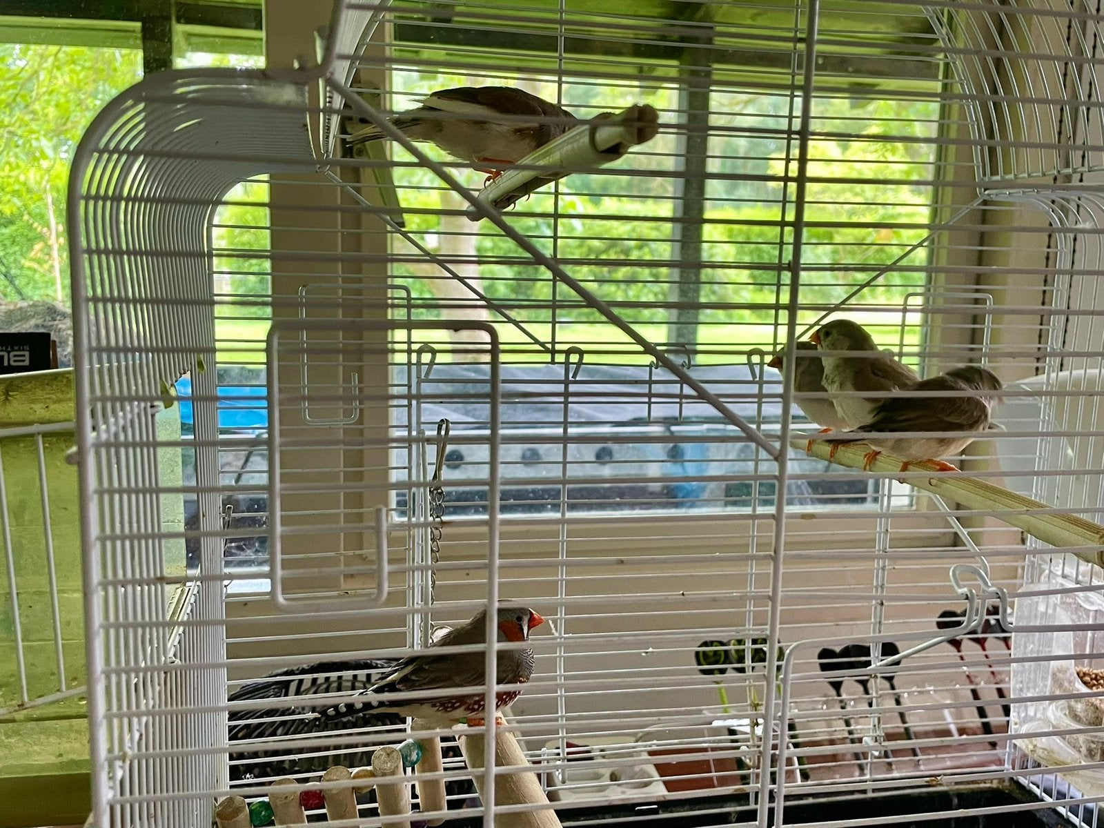 Te koop 5 zebravinken. Ouderkoppel en 3 jong, Dieren en Toebehoren, Vogels | Overige Vogels, Meerdere dieren, Tropenvogel