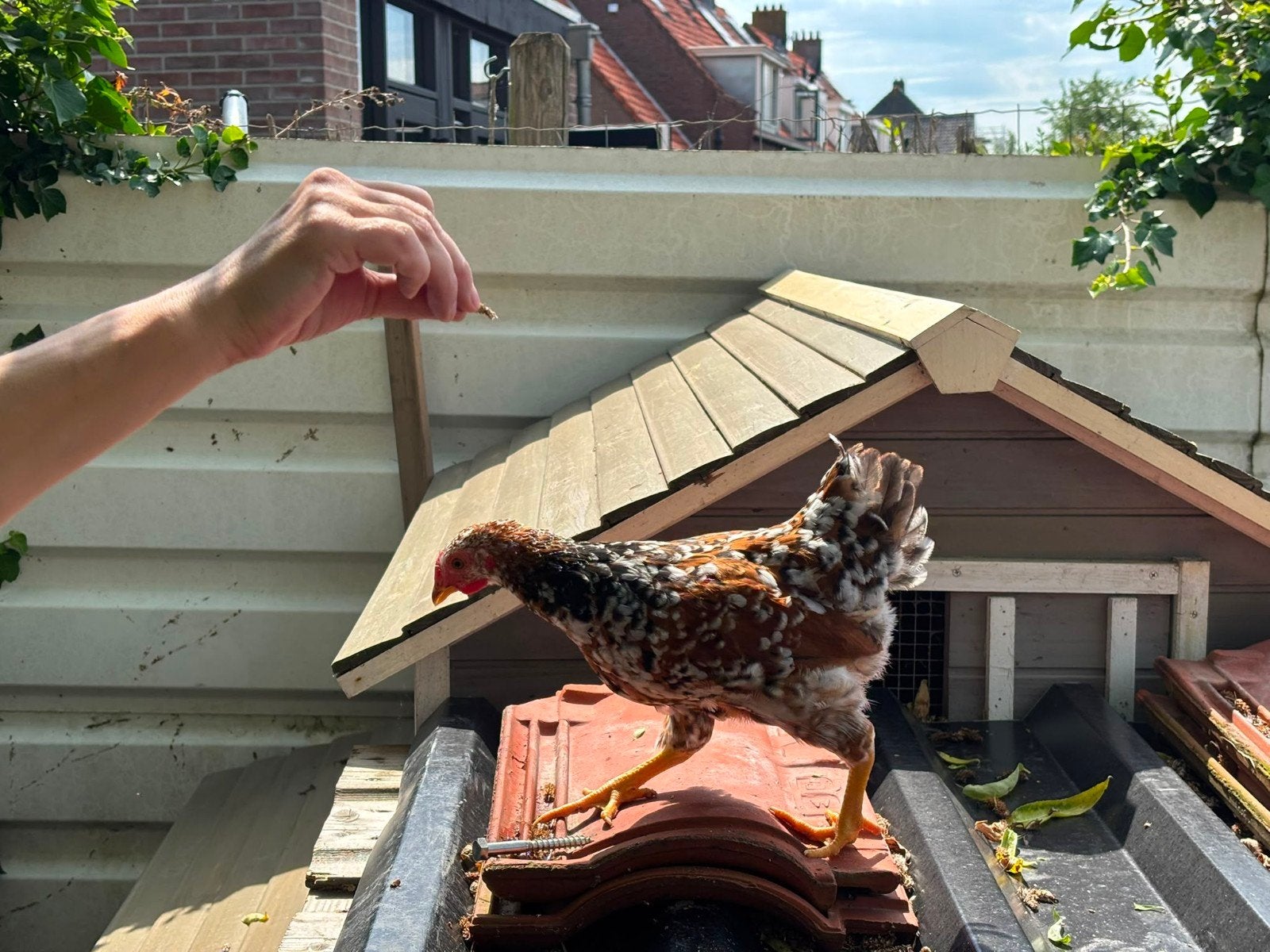 Wyandotte krielhaantjes, Dieren en Toebehoren, Pluimvee, Vrouwelijk, Kip