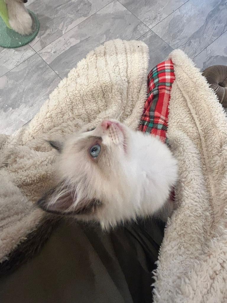 Super Lief Ragdoll katertje ️️❤️❤️ 100 procent Ragdoll, Kater, Ontwormd, 0 tot 2 jaar