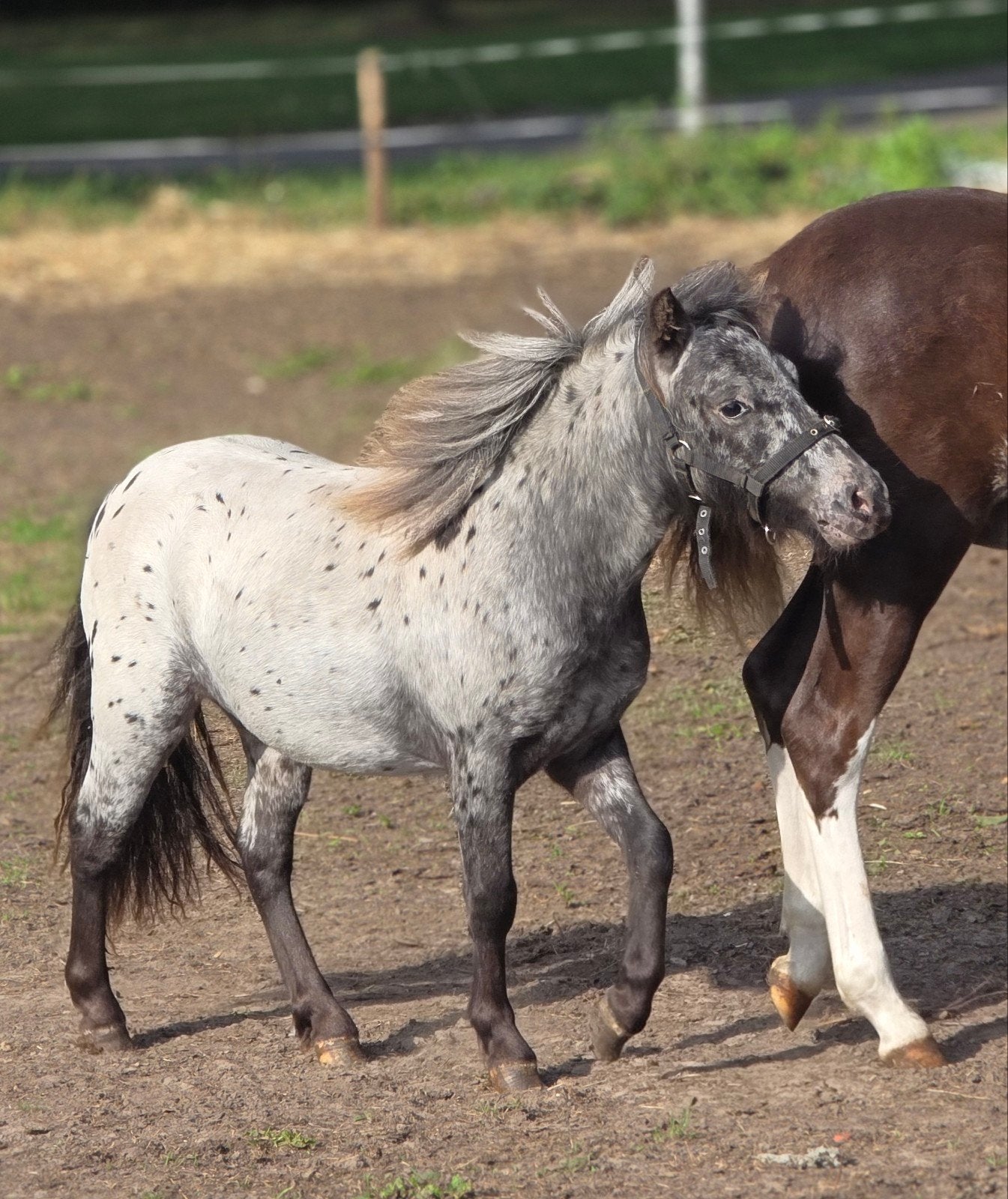 Prachtige, mini appaloosa jaarling hengstje!, Dieren en Toebehoren, Pony's, Merrie, Met stamboom, Niet van toepassing, A pony (tot 1.17m)