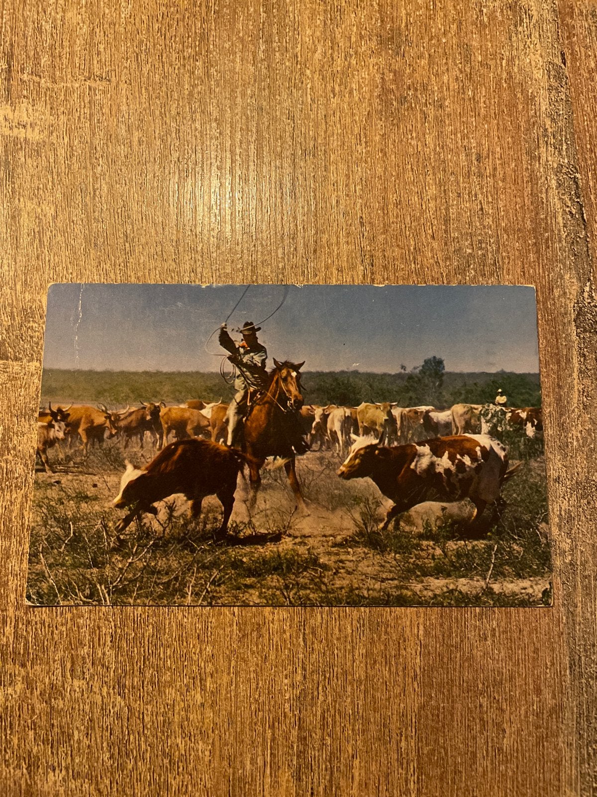 Oude ansichtkaart: Cowboy met vee, Texas (1961), Ophalen of Verzenden, 1960 tot 1980, Gelopen, Overige thema's