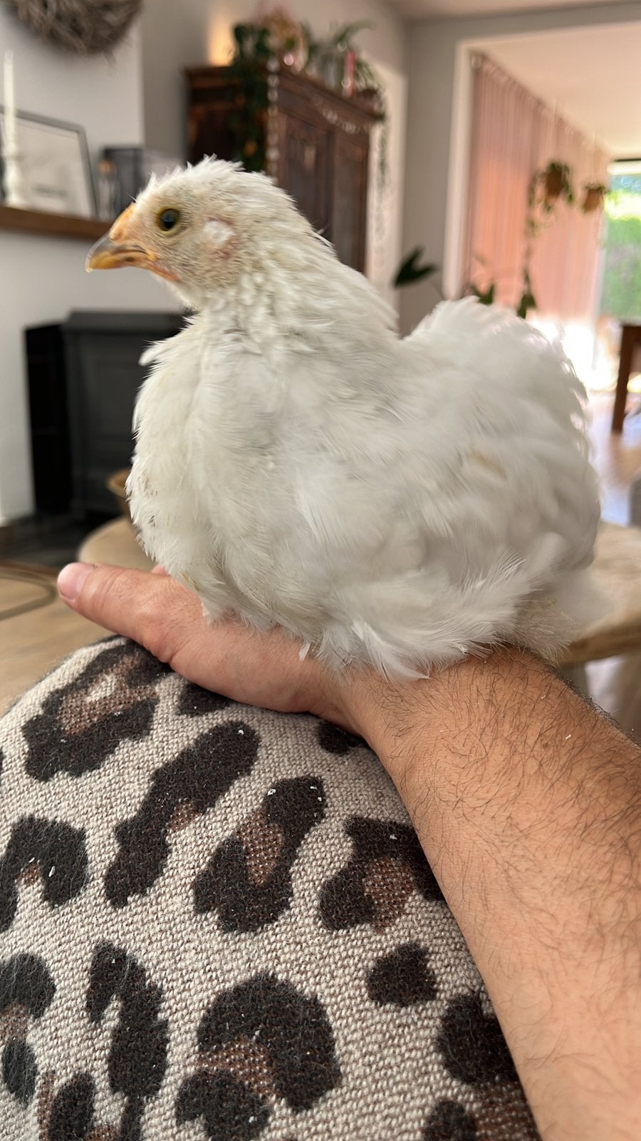 Cochin kriel kippen - hanen/hennen, Dieren en Toebehoren, Pluimvee, Meerdere dieren, Kip