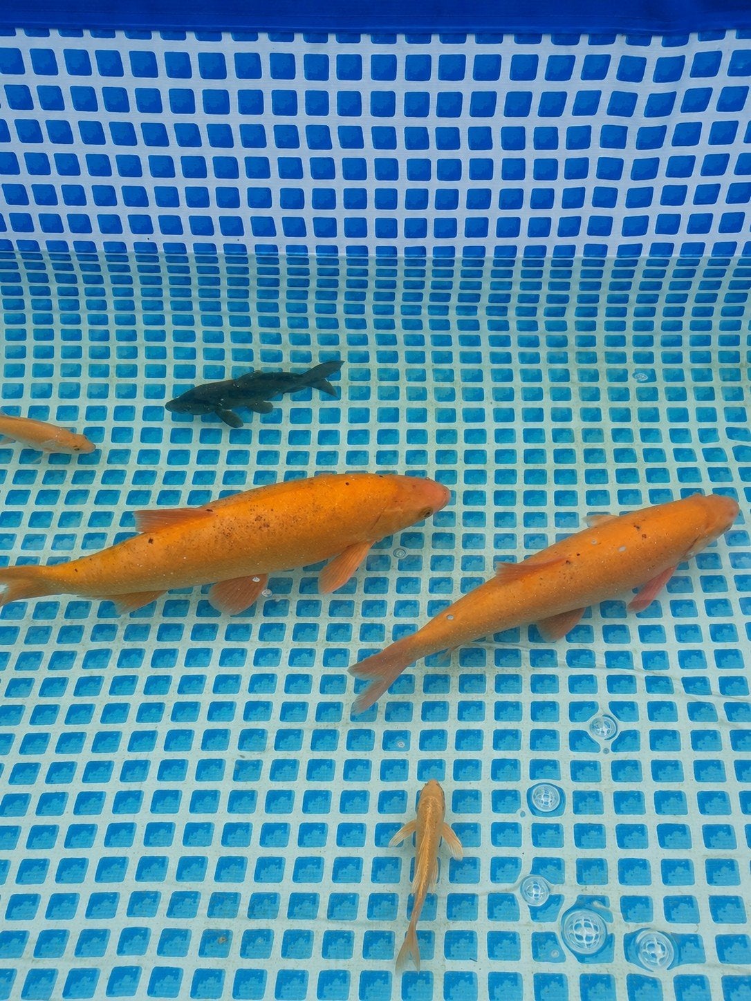 2 grote goudwinde van 60 cm +, Dieren en Toebehoren, Vissen | Vijvervissen, Karper of Koi