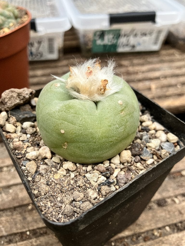 Lophophora Diffusa. 4,5 cm plant, Ophalen of Verzenden, Overige soorten, Volle zon