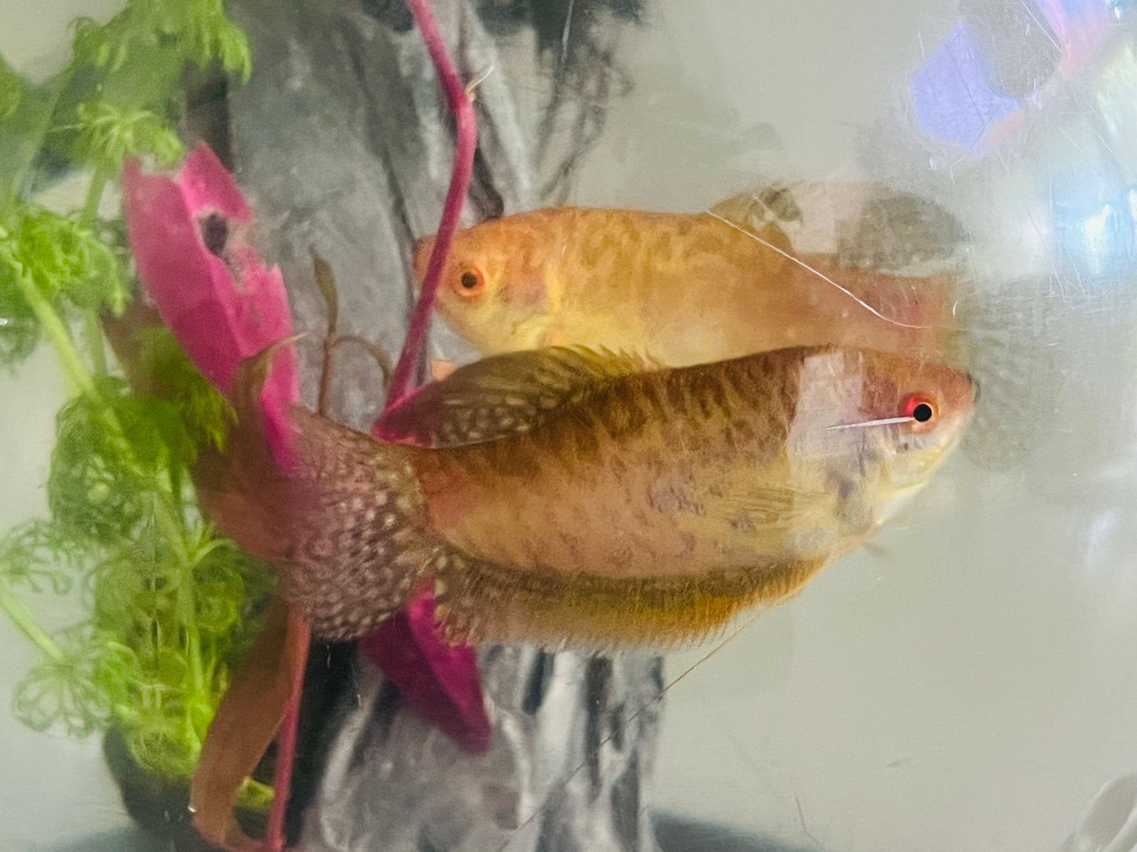 Twee grote Gourami’s, Dieren en Toebehoren, Vissen | Aquariumvissen, Vis