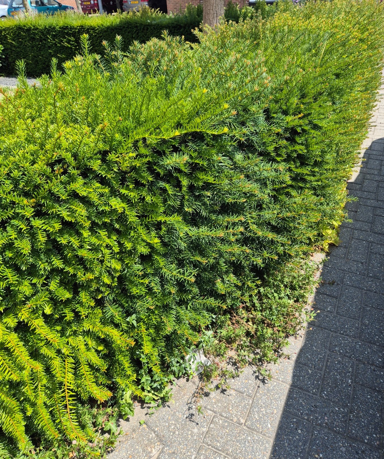 Gratis Taxus Baccata 'Summergold', Haag, 7,5 mtr, 80 cm hoog, Ophalen, Taxus, Haag, Minder dan 100 cm